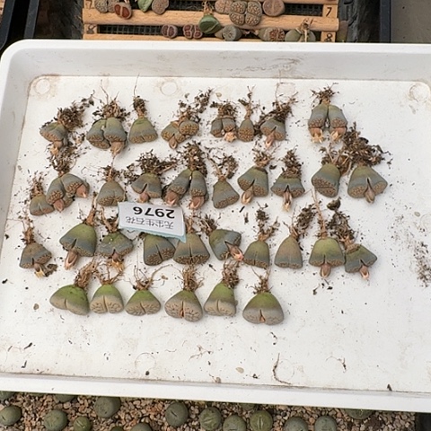 一*2976朝贡玉带血点➕262荒玉脱土发货