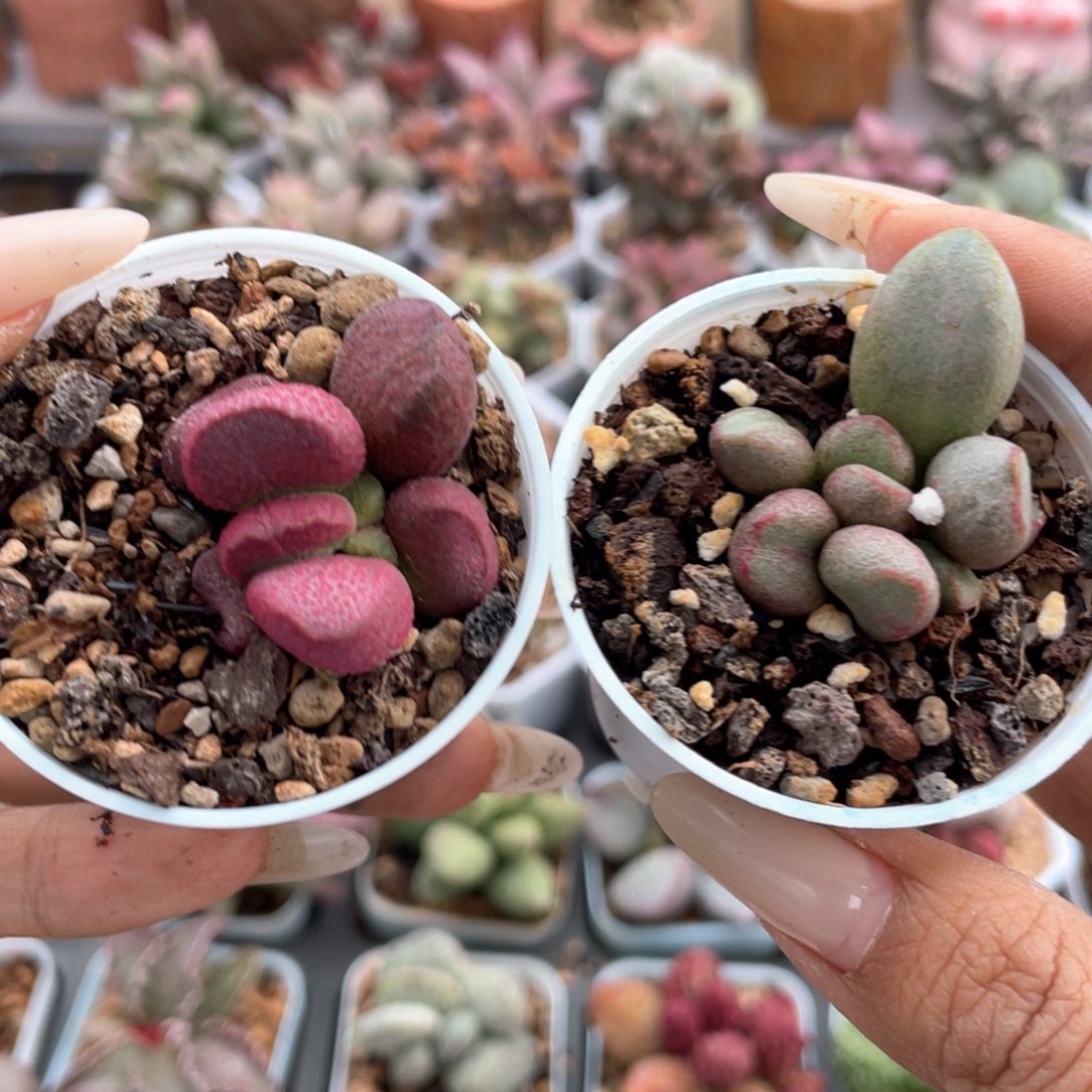     福利套组。  1563。   