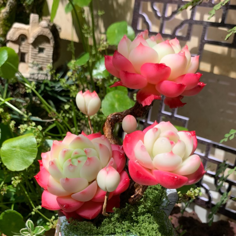 一物一拍链接 树脂黏土仿真多肉仿真假花