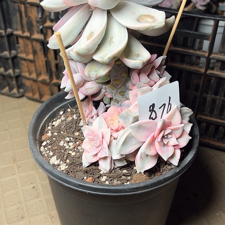 红*876///////////////////