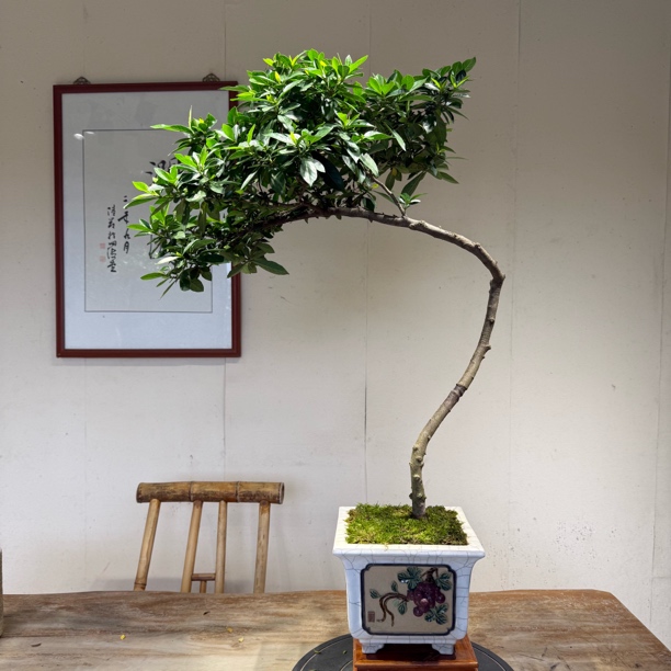 海岛栀子花营造独特意境茶空间