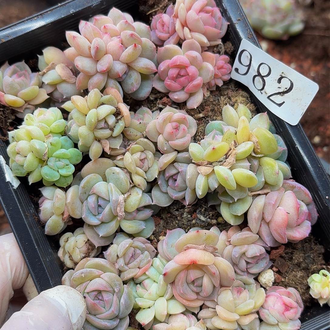 多肉植物多肉植物982