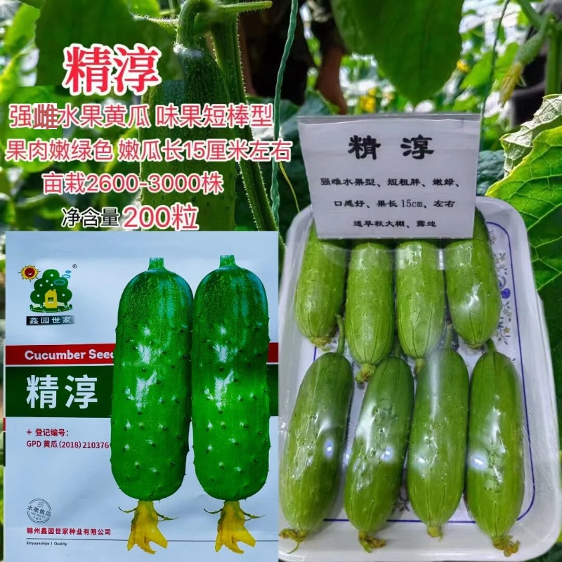 精淳强雌水果黄瓜种子果形短棒果肉嫩绿色瓜味浓口感好耐热耐湿