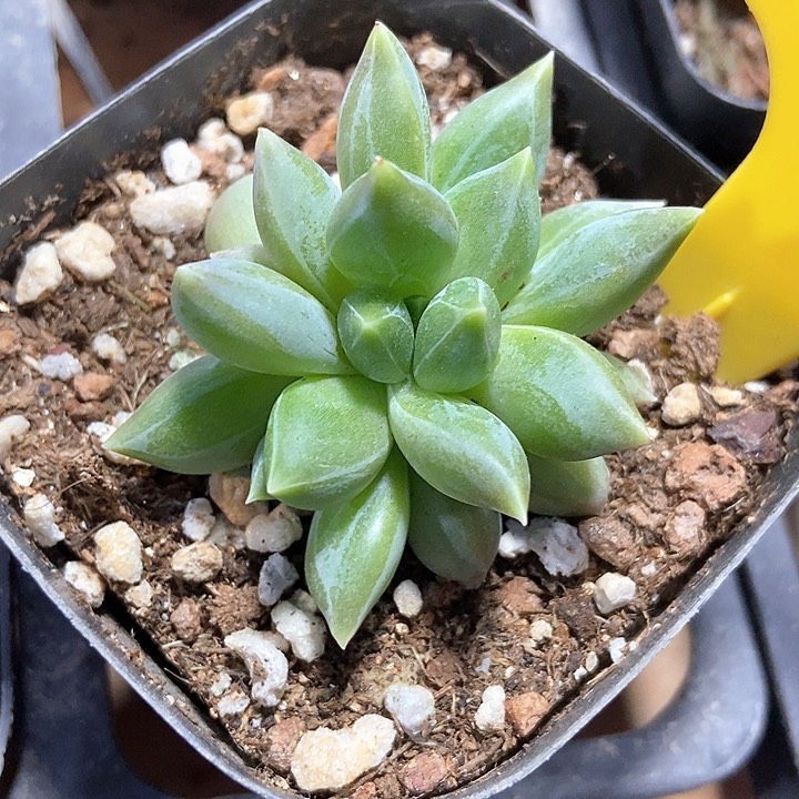 多肉植物重楼880