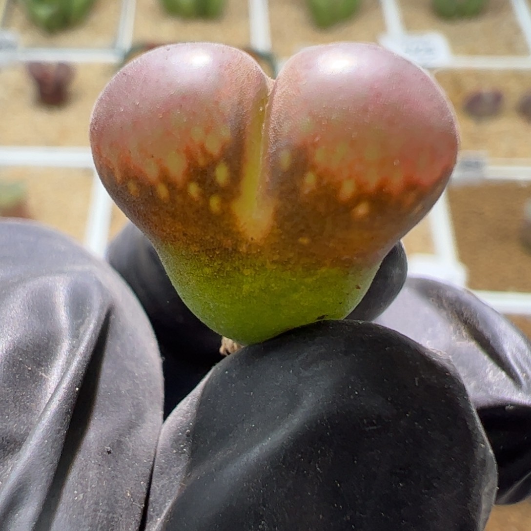 下播特价一颗美风铃987。 