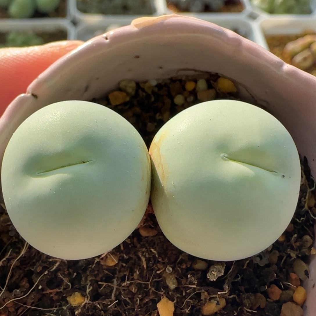 7227 大白多肉植物园