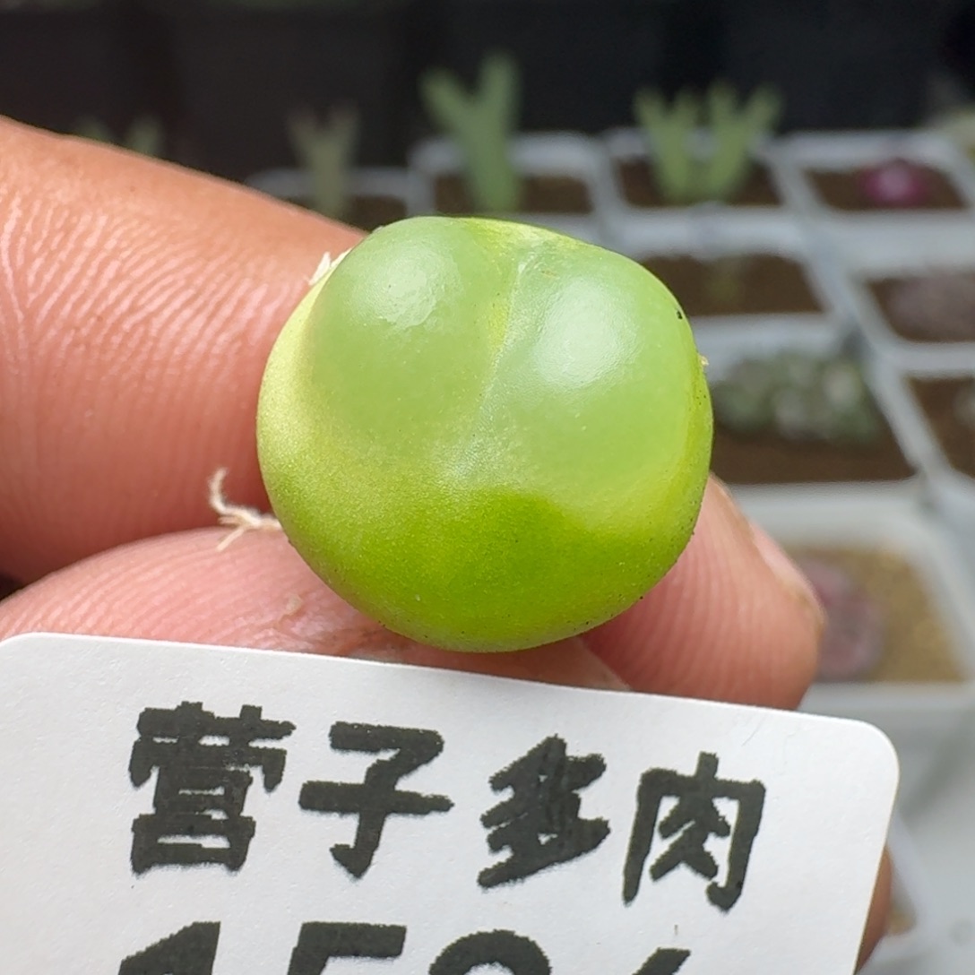 拉登1.4脱土1200。        