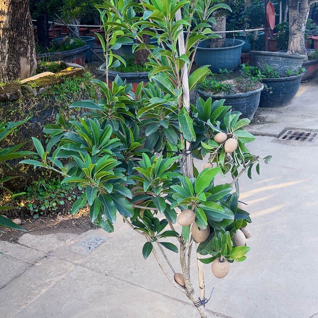 五***完全开放2489984226895599