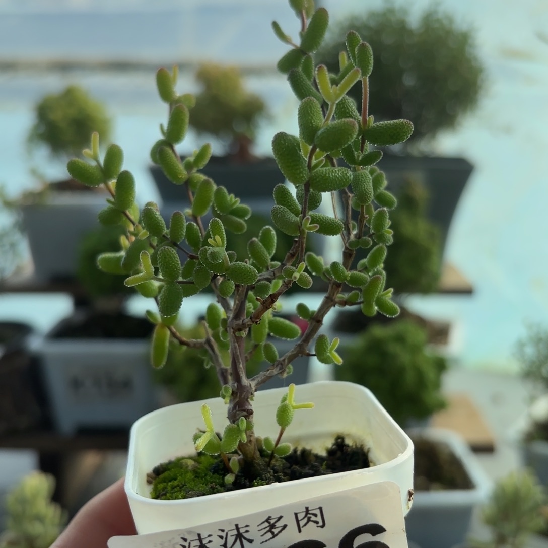 566糖球粉锦枝干开播