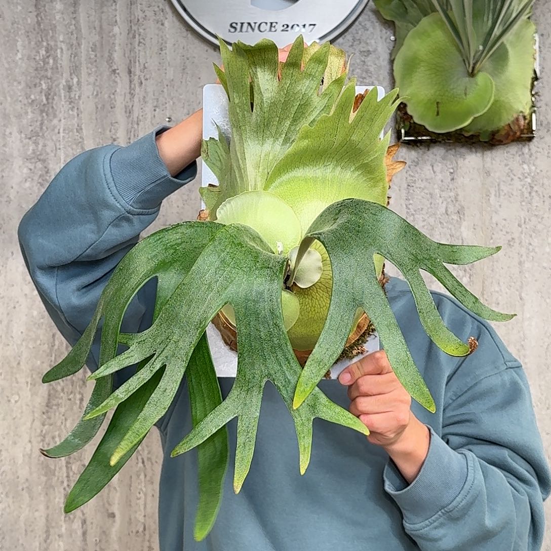 完全开放卷卷鹿鹿角蕨春野花园