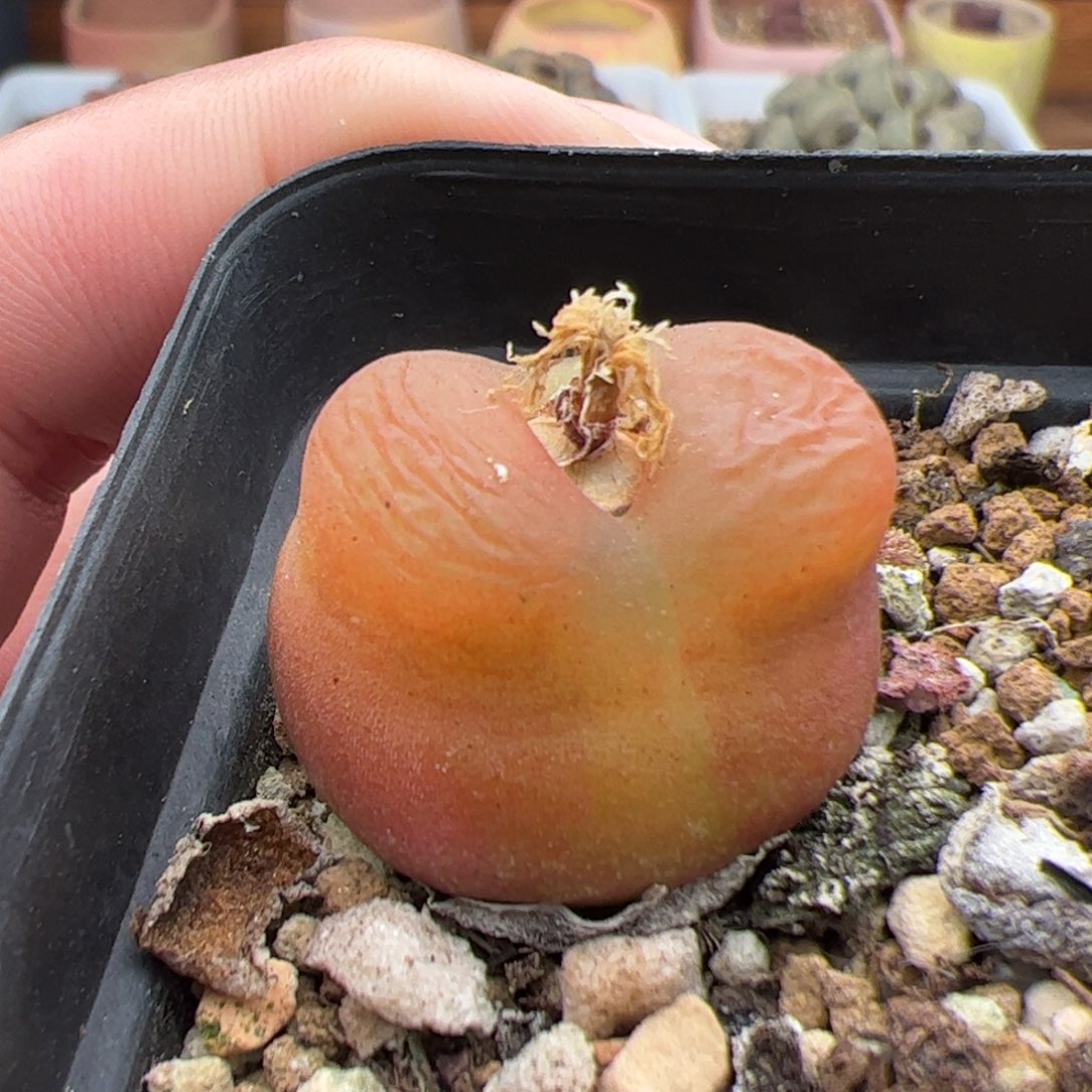 0362号毛 多肉植物