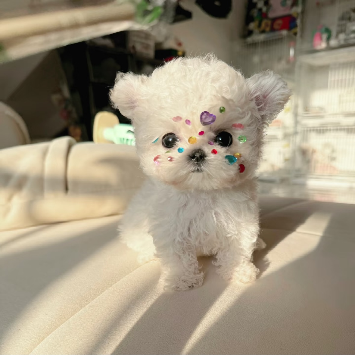 旺旺家萌宠比熊活体链接