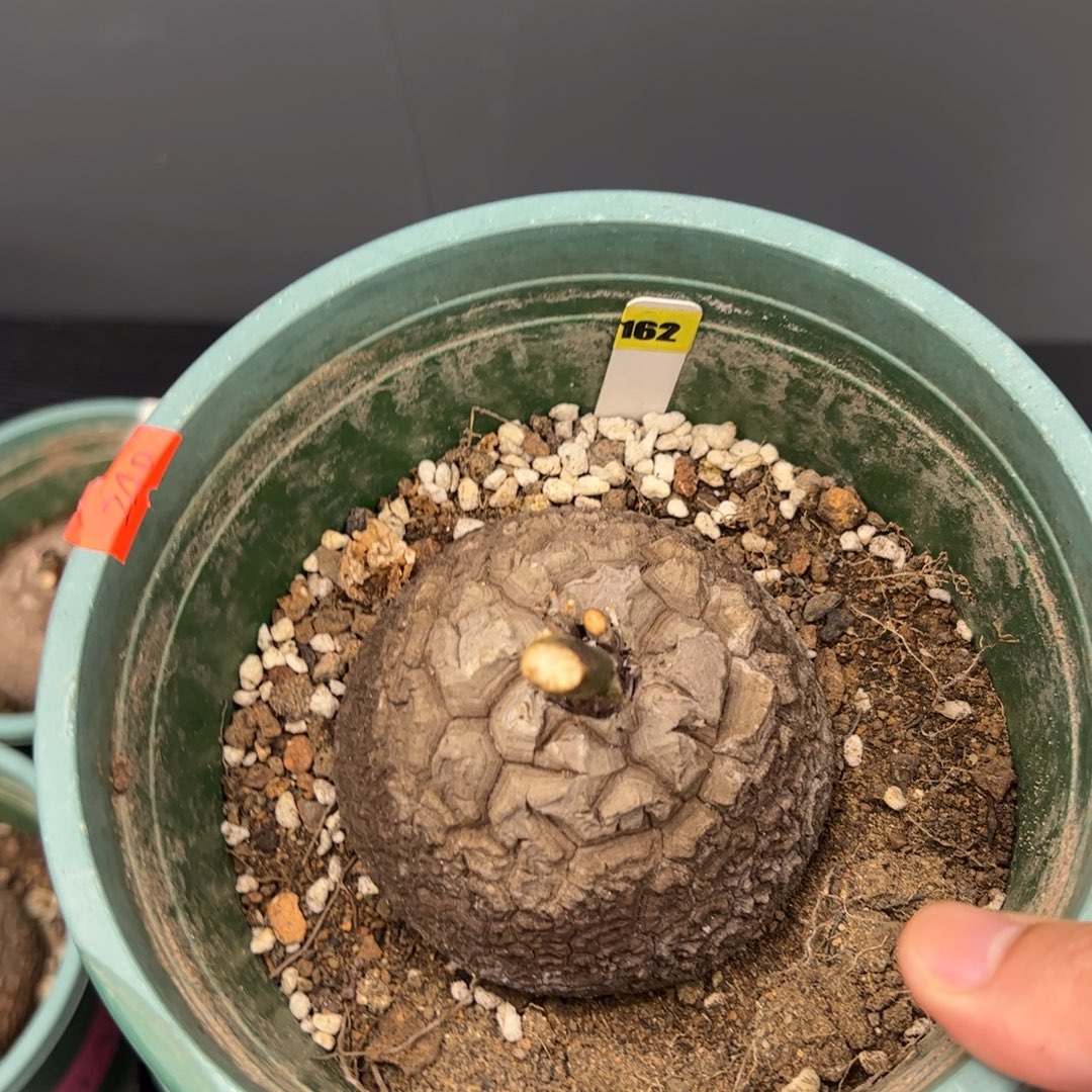 精品盆栽养定龟甲龙162号