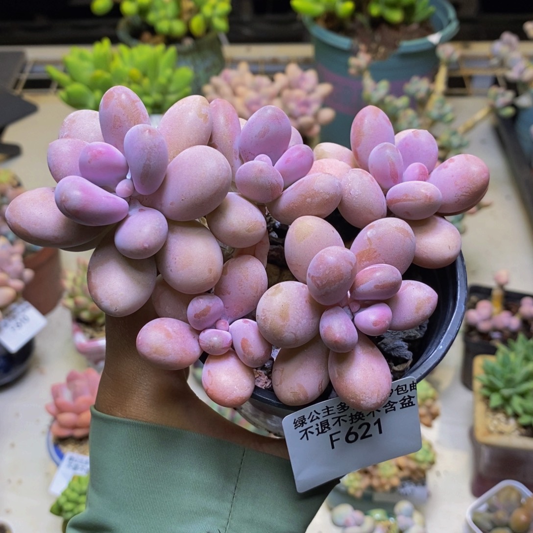 621糖果桃蛋多肉10cm