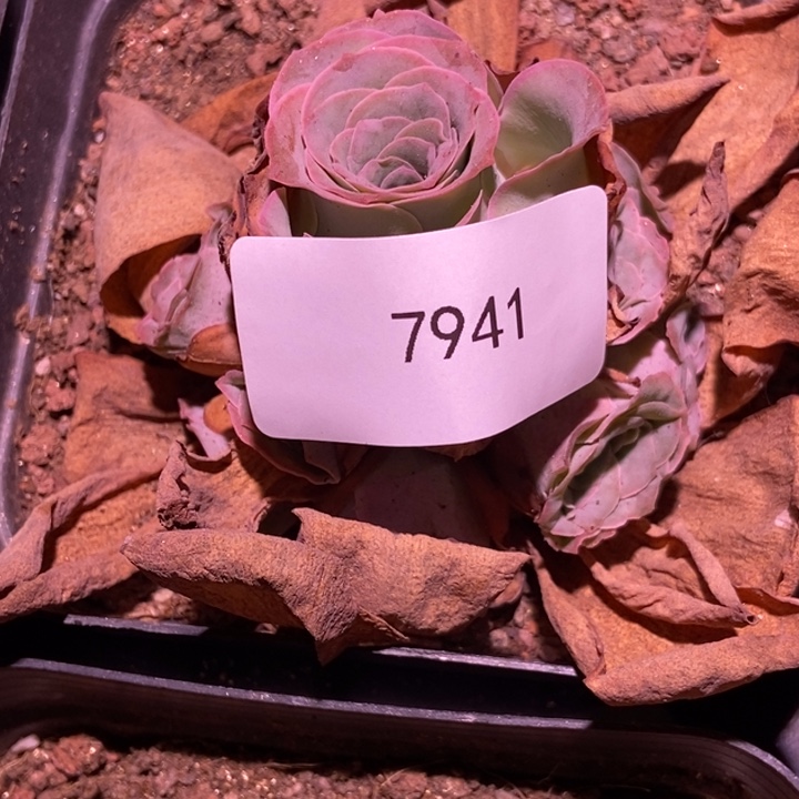 ꫛ***࿐7941山地玫瑰花群