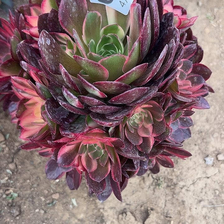 4.18-16黑膜锦多肉2