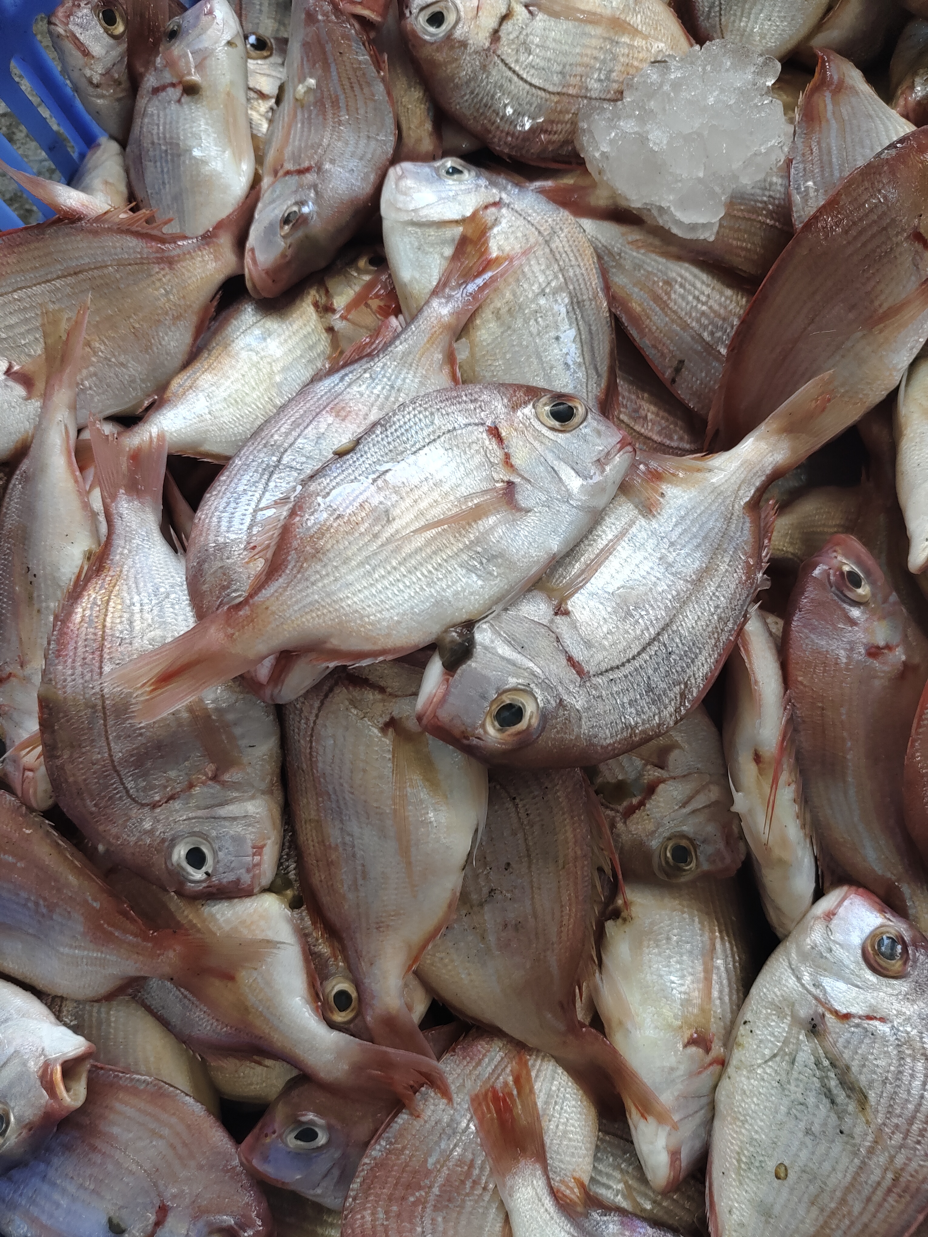 神泉港红立条，一包一斤顺丰包邮新鲜美味