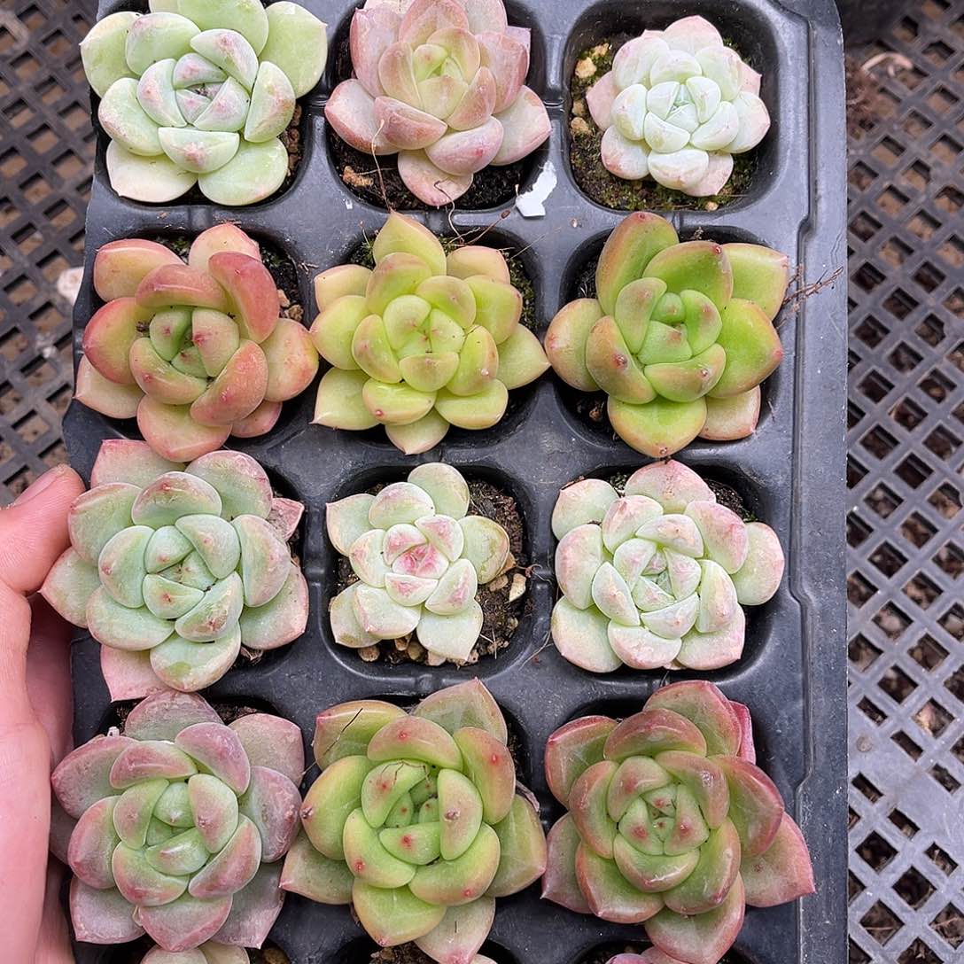 多肉一物一拍9-169