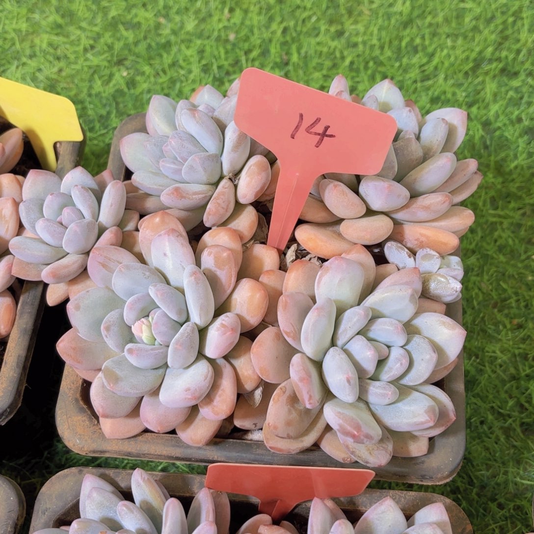 ****丢云南金致家精品多肉