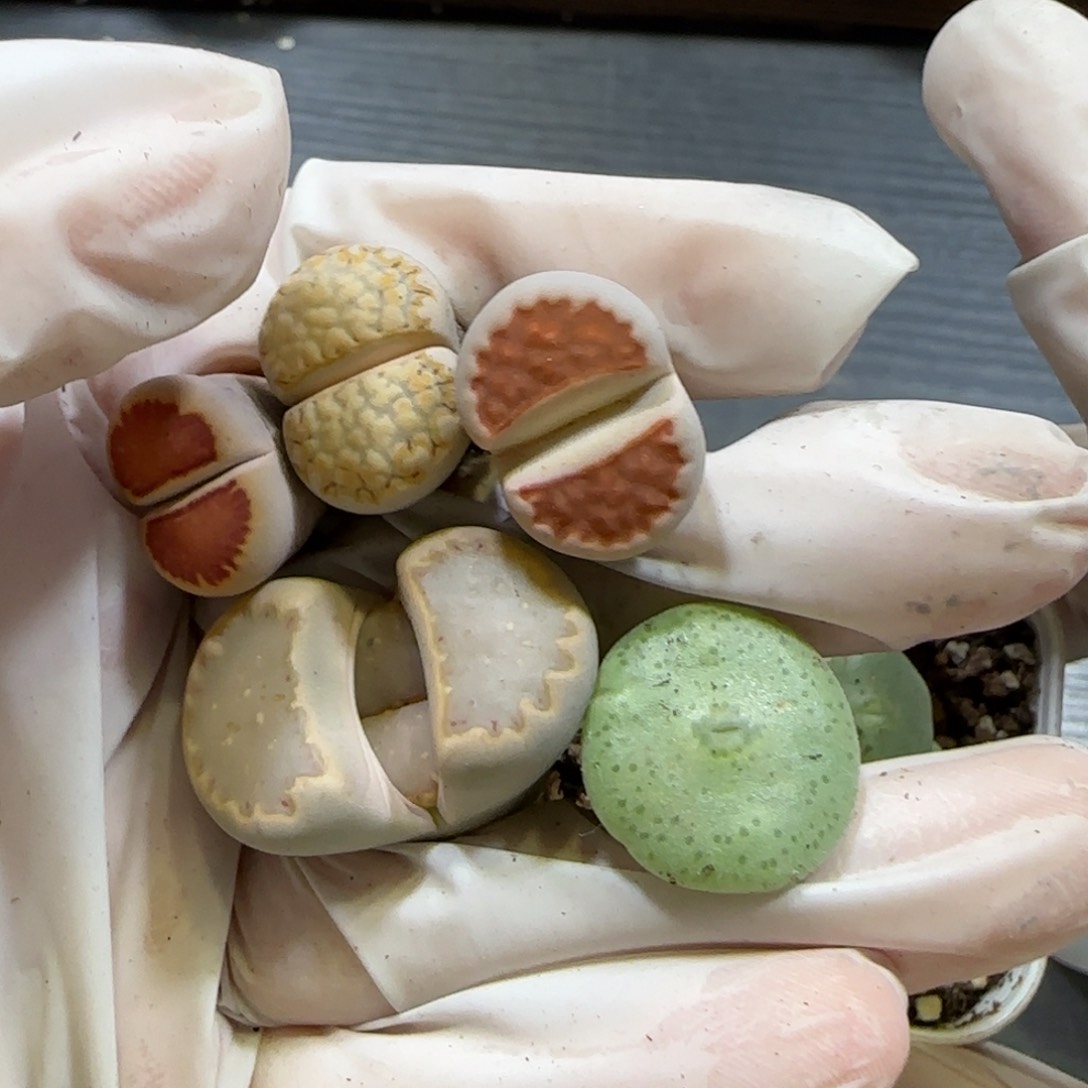 芒*2。14。7022。菊。324饼干。 毛饼。