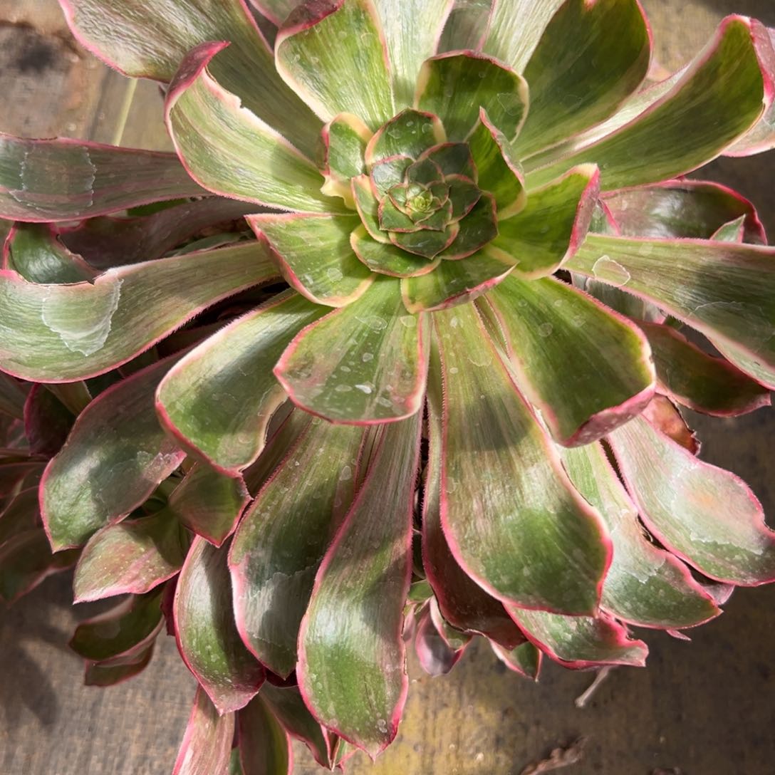 9恶魔眼多肉多肉多肉多肉