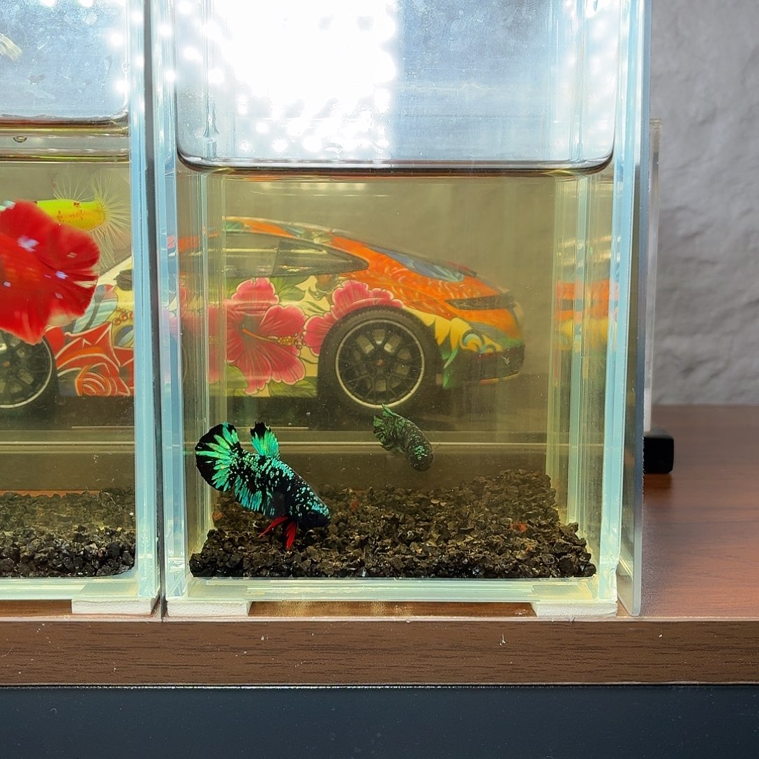 斗鱼暗黑将军公鱼