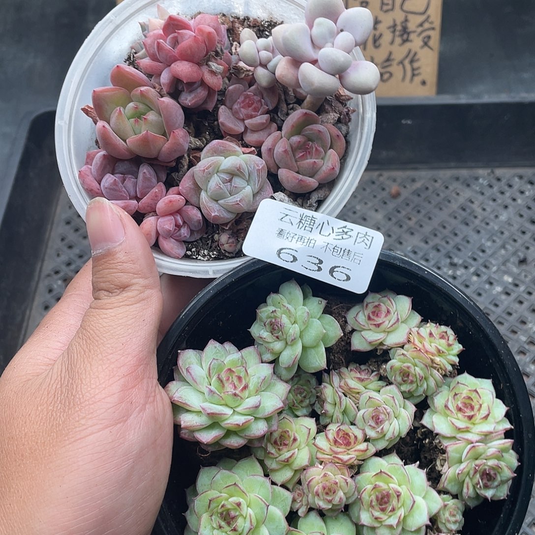 云糖心多肉植物636