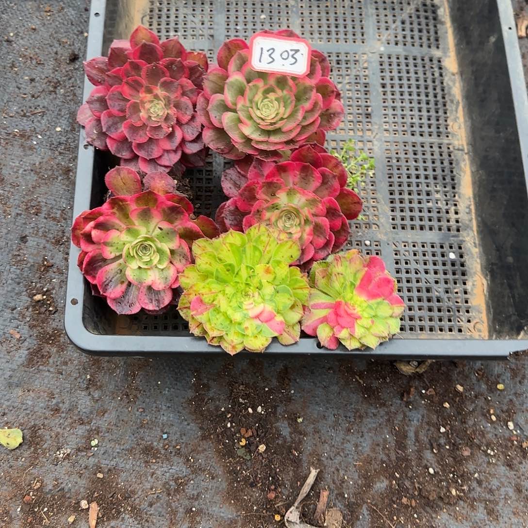 ****康6颗小苗多肉植物1303