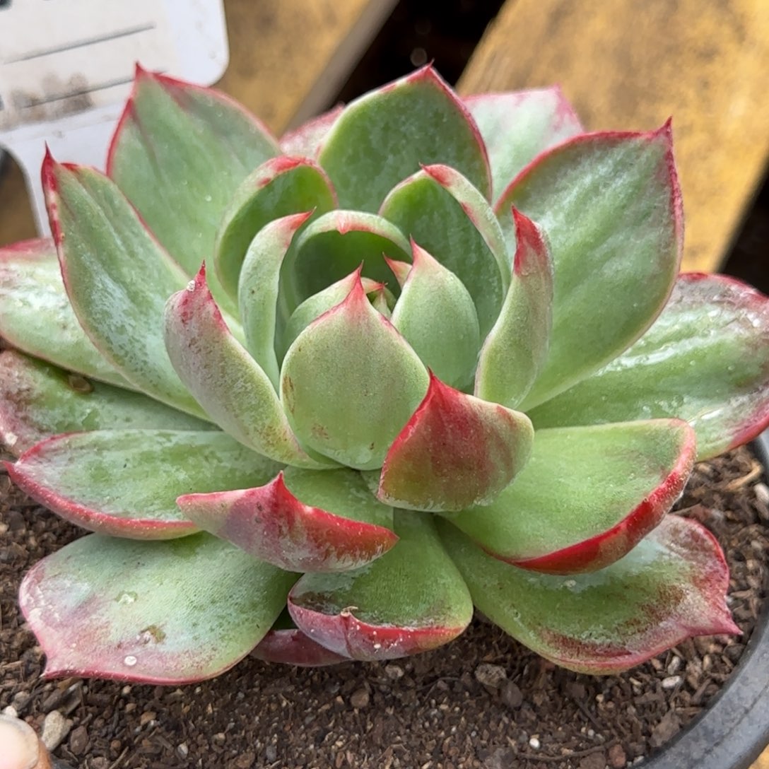 惊鸿一物一拍包装收缩花旱729