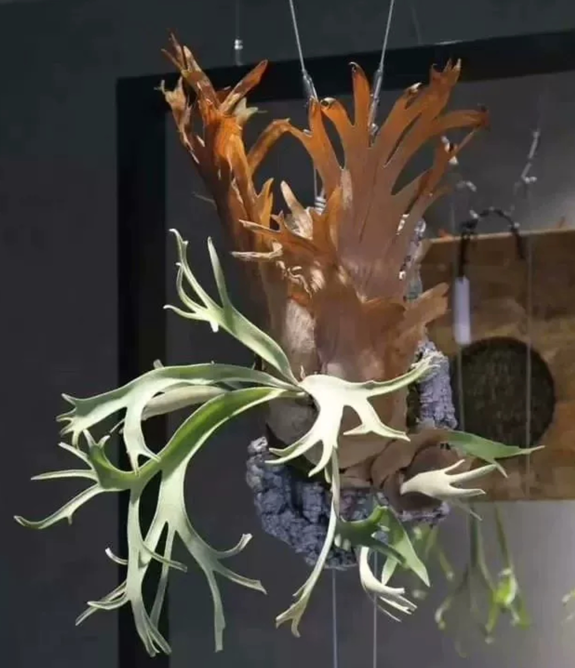 Foythong孢子苗鹿角蕨