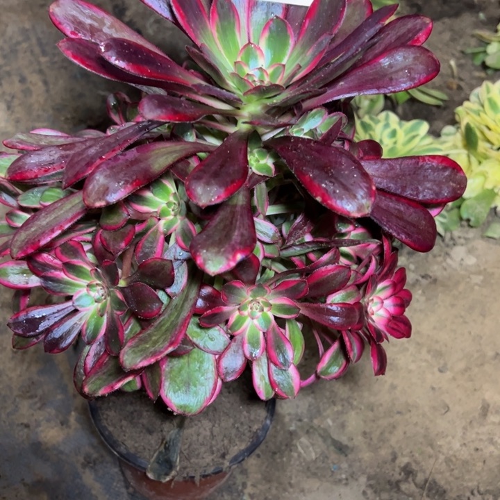 9723南丽娜多肉植物