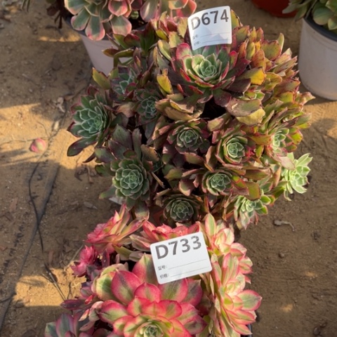 多肉植物莲花座倾成