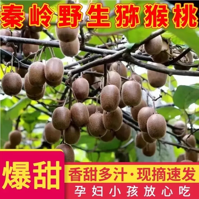 陕西秦岭野生绿心应季猕猴桃新鲜应季水果香甜多汁孕妇可食奇异果