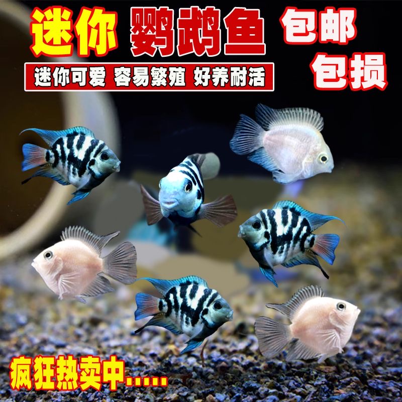 迷你鹦鹉鱼短鲷鱼白金宝蓝小型热带鱼耐活好养可繁殖自己带娃