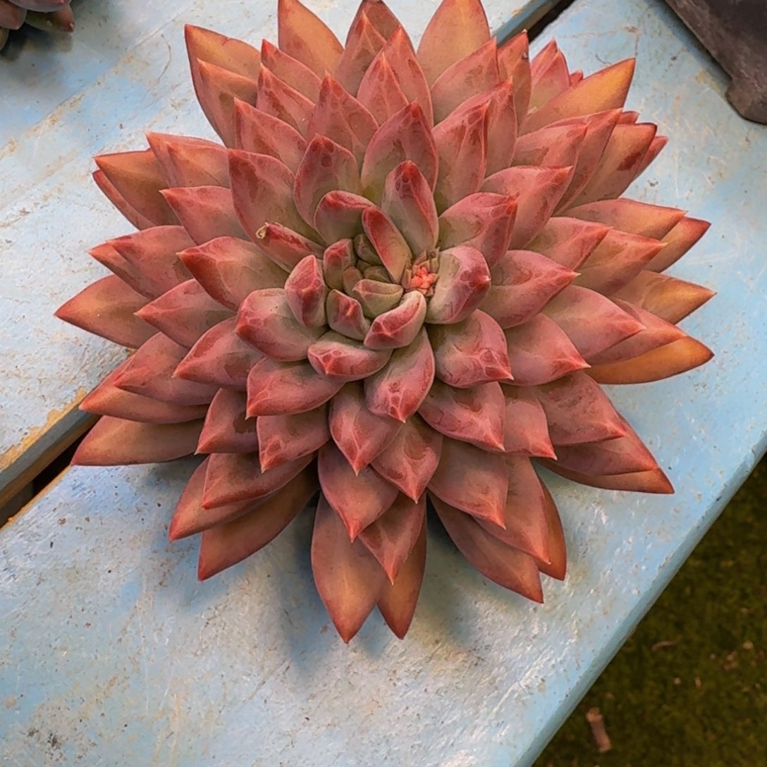 柯*新品暗纹美人寄养