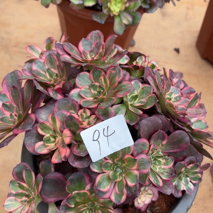 无花朵094特价纳福无售后