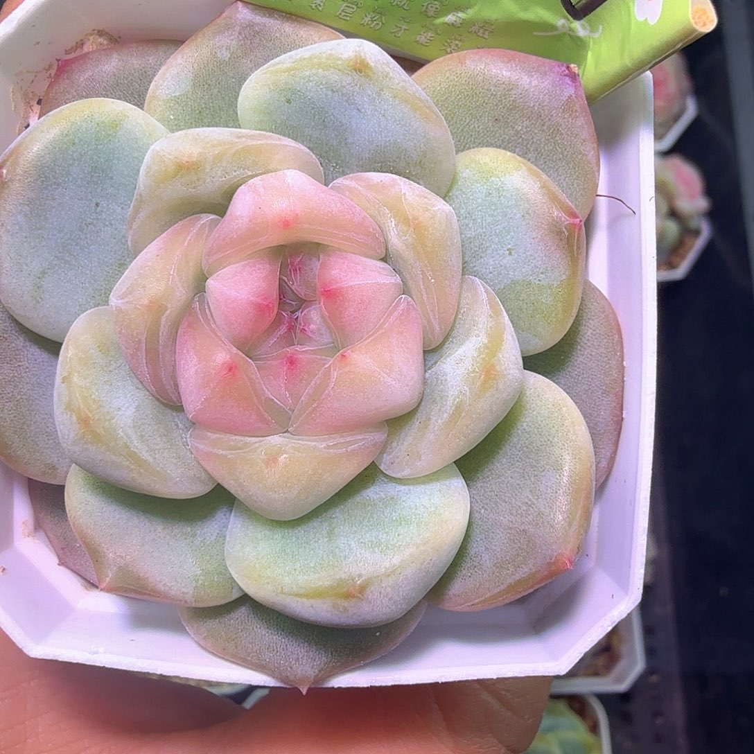 优选刚毅开播福利啦