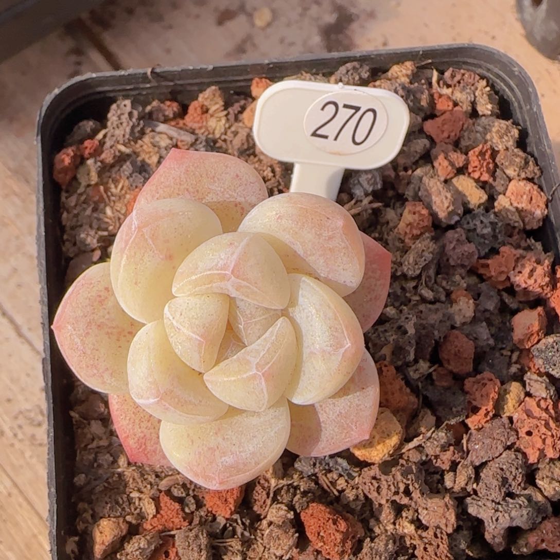 白体冰透冰玉一小脸老装