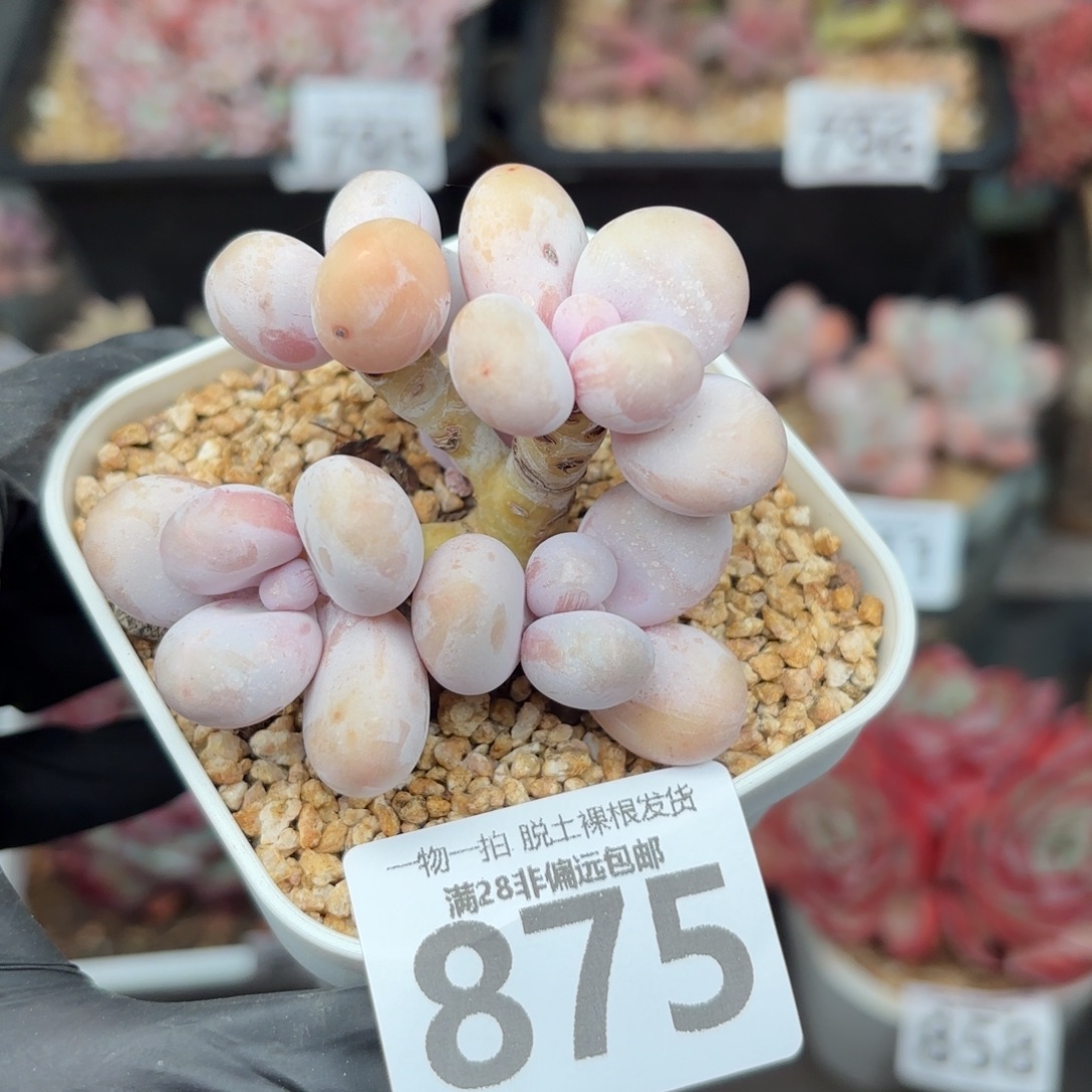 奶酪多肉无盆土发货