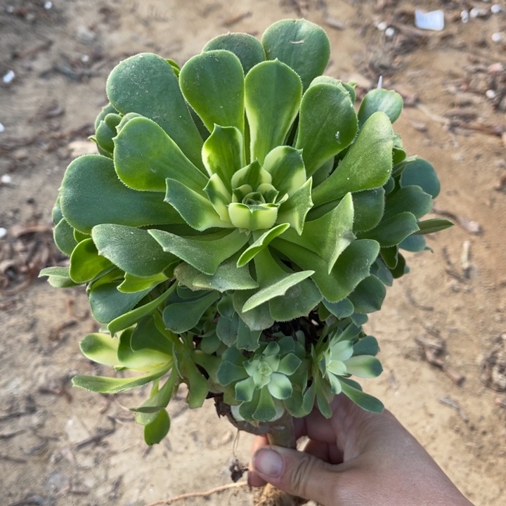 580辛尼亚不太圆1号