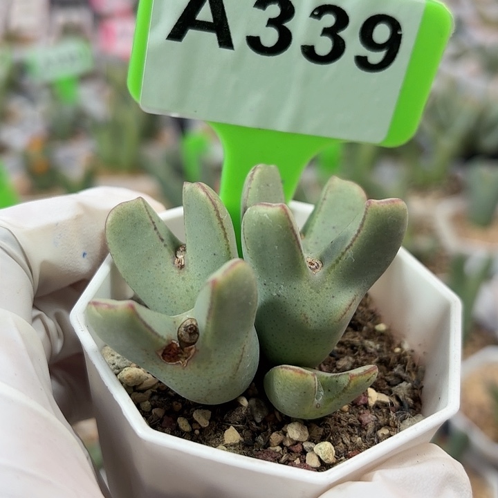 *****339mmmmmmmmmnnnkknjkkjj