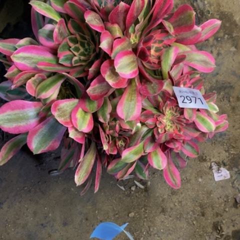 女巫多肉植物2971