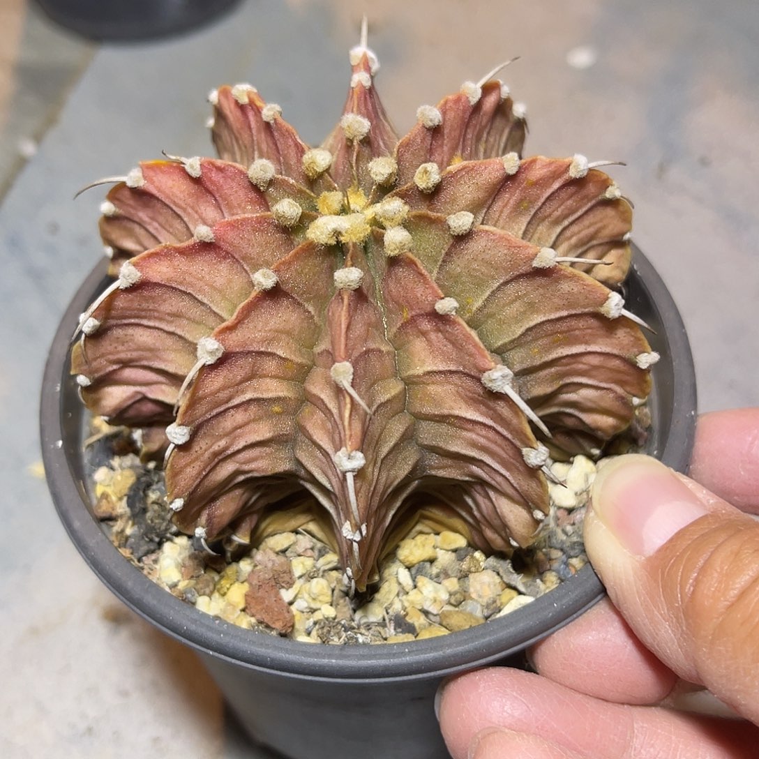 肋骨牡丹大单头一物一拍