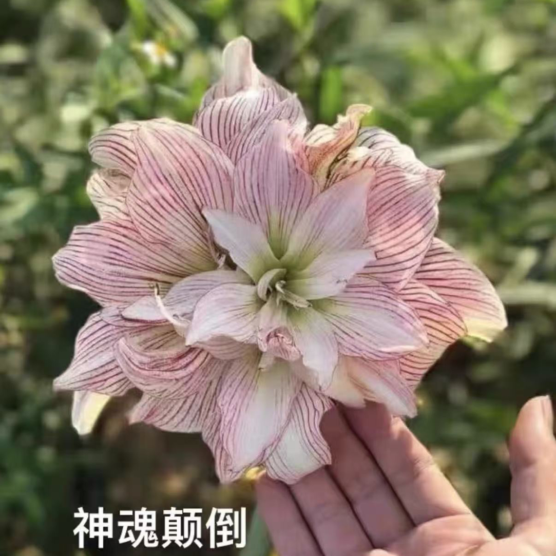 小石头重瓣朱顶红神魂颠倒种球