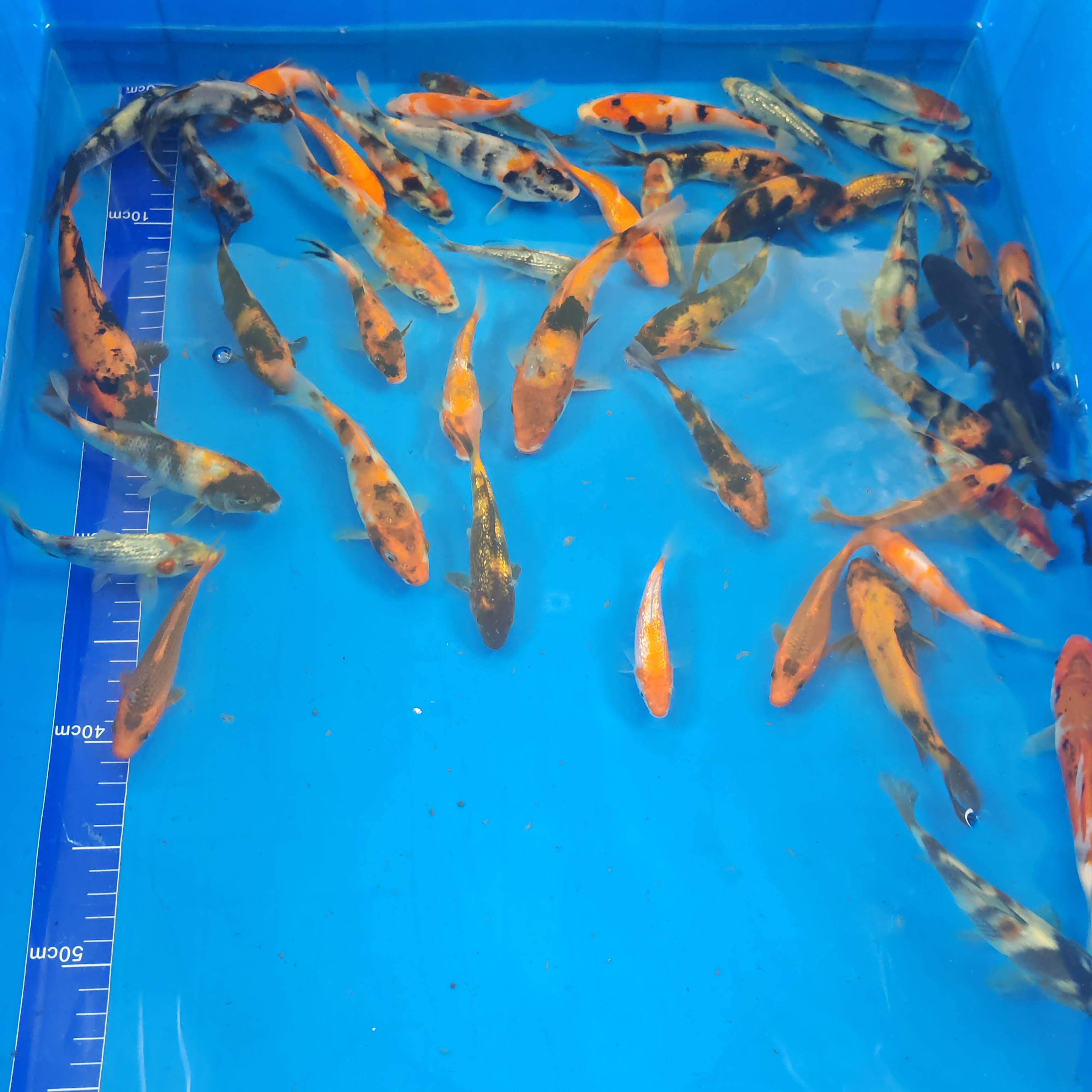 30公分+精品红白锦鲤（包邮）