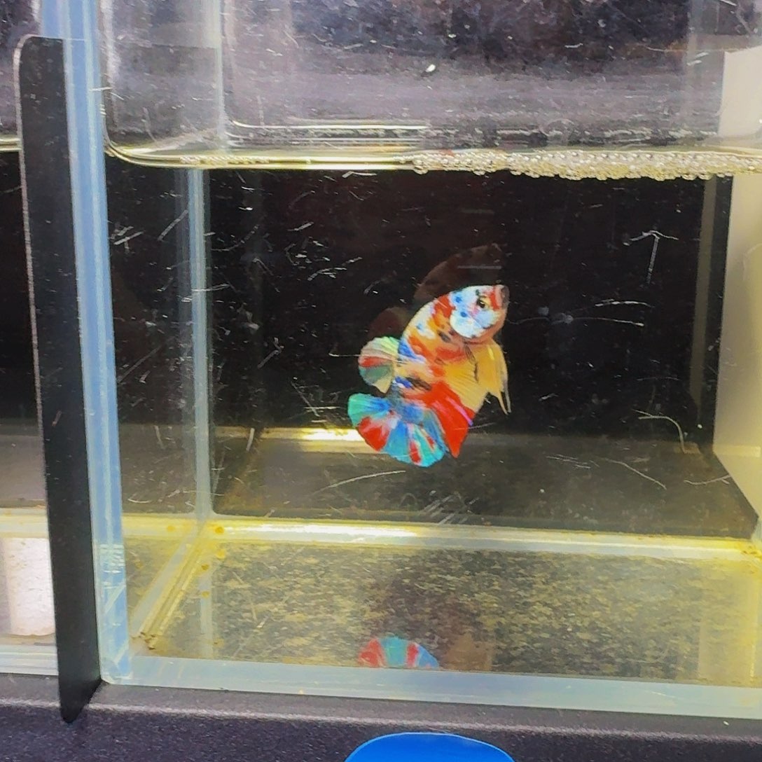 海水鱼81号彩虹糖果将军斗鱼