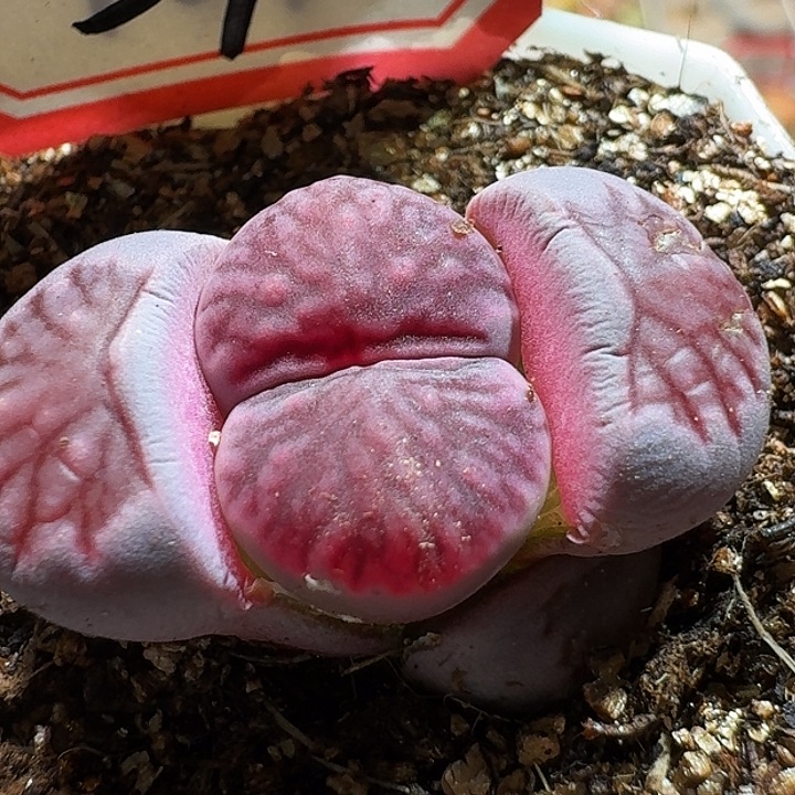 生石花233:：。  60