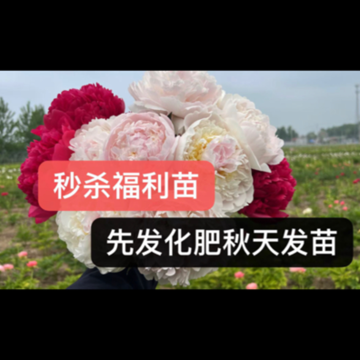 秒杀：夜雪芍药2-3芽（先发化肥秋天发苗）