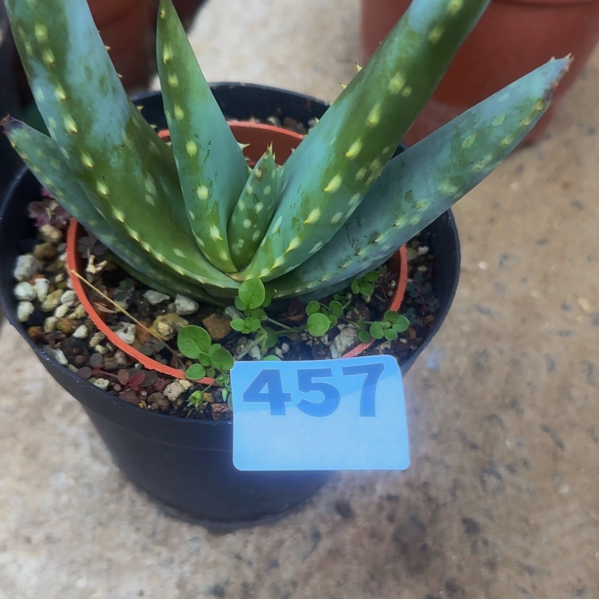 【闪购商品】真***名块根植物