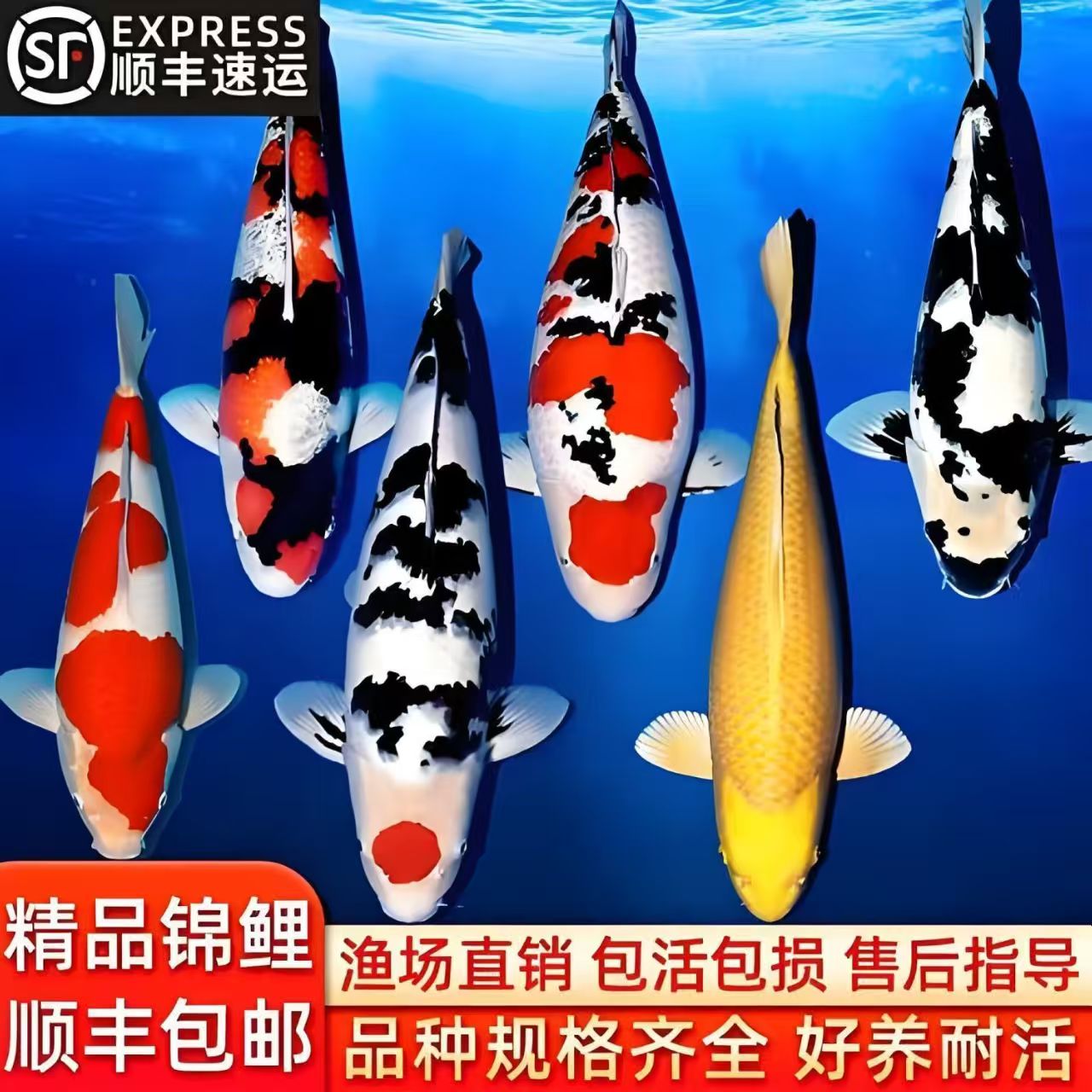 纯正血统红白大正锦鲤鱼冷水观赏鱼好养耐活三色锦鲤昭和单色鲤